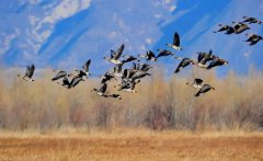 保护鸟类，从我做起