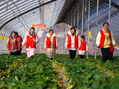 实干开新局 | 宝鸡‌市凤‌县双石铺镇妇联：“蒲公英”飞遍秦岭麓 “她声音